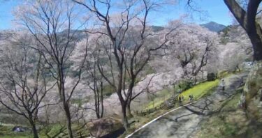 ひょうたん桜公園の桜のライブカメラ|高知県仁淀川町