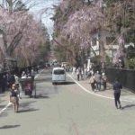 角館武家屋敷通りのライブカメラ|秋田県仙北市のサムネイル