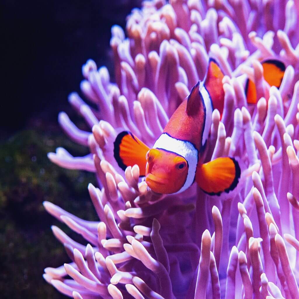 池袋サンシャイン水族館のライブカメラ|東京都豊島区 池袋サンシャイン水族館のライブカメラ|東京都豊島区