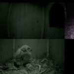 フクロウ巣箱のライブカメラ|長野県飯綱町のサムネイル