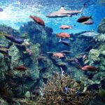 パラオのサンゴ礁アクアリウムのライブカメラ|アメリカカリフォルニア州のサムネイル