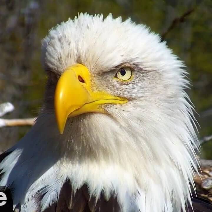ハクトウワシの巣のライブカメラ・天気・地図/Decorah Eagles|アメリカアイオワ州