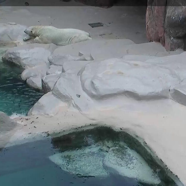 日本平動物園ホッキョクグマのライブカメラ|静岡県静岡市駿河区