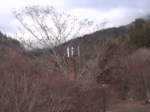 山のふるさと村のライブカメラ|東京都西多摩郡奥多摩町のサムネイル