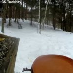 野鳥餌台・巣箱のライブカメラ|長野県飯綱町のサムネイル