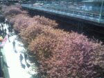 河津駅前桜並木のライブカメラ|静岡県河津町のサムネイル