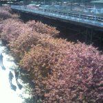 河津駅前桜並木のライブカメラ|静岡県河津町のサムネイル
