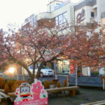 河津桜(三浦海岸駅前開花状況)のライブカメラ|神奈川県三浦市のサムネイル