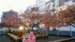河津桜(三浦海岸駅前開花状況)のライブカメラ|神奈川県三浦市のサムネイル