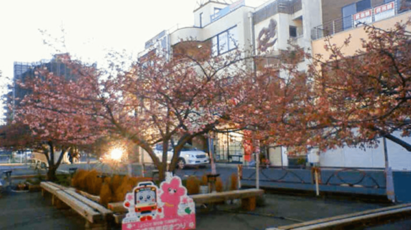 河津桜(三浦海岸駅前開花状況)のライブカメラ|神奈川県三浦市