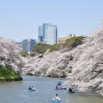 千鳥ヶ淵 緑道の桜のライブカメラ|東京都千代田区のサムネイル