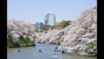 千鳥ヶ淵 緑道の桜のライブカメラ|東京都千代田区のサムネイル