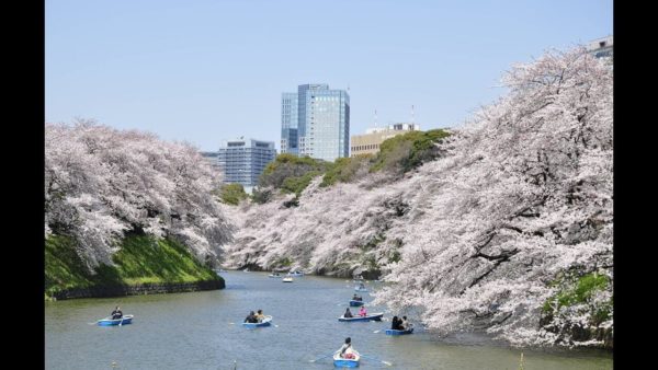 千鳥ヶ淵 緑道の桜のライブカメラ|東京都千代田区