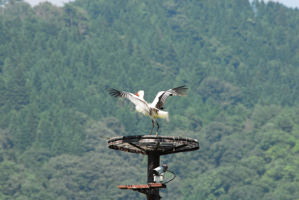 hachigoro-toshima-wetland_feature ハチゴロウの戸島湿地(コウノトリ)のライブカメラ|兵庫県豊岡市