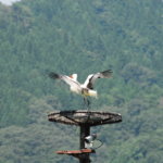 ハチゴロウの戸島湿地(コウノトリ)のライブカメラ|兵庫県豊岡市のサムネイル