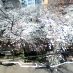 中目黒桜並木のライブカメラ|東京都目黒区のサムネイル