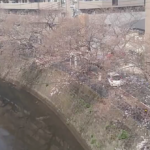 大岡川桜並木のライブカメラ(京急電鉄)|神奈川県横浜市のサムネイル