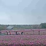 富士芝桜まつりのライブカメラ|山梨県富士河口湖町のサムネイル