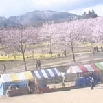 赤城南面千本桜のライブカメラ|群馬県前橋市のサムネイル