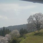 醍醐桜のライブカメラ|岡山県真庭市のサムネイル