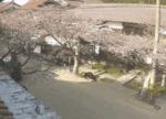がいせん桜のライブカメラ|岡山県新庄村のサムネイル