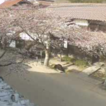 がいせん桜のライブカメラ|岡山県新庄村のサムネイル
