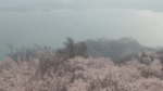 岩城島積善山から三千本桜のライブカメラ|愛媛県上島町のサムネイル