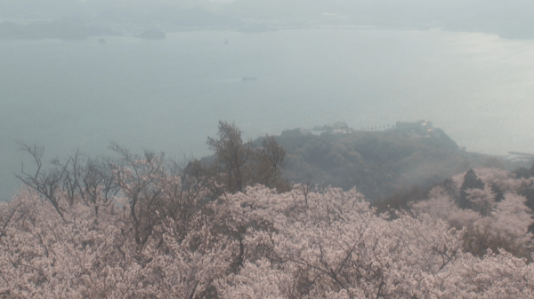 岩城島積善山から三千本桜のライブカメラ|愛媛県上島町