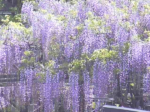 黒木の大藤のライブカメラ|福岡県八女市のサムネイル