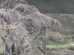 三春滝桜のライブカメラ|福島県三春町のサムネイル