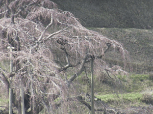福島県三春町 三春滝桜のライブカメラ