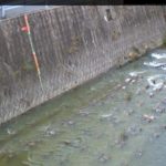 東除川 観音橋のライブカメラ|大阪府羽曳野市のサムネイル