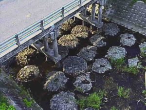 滋賀県栗東市 金勝川 下之橋のライブカメラ