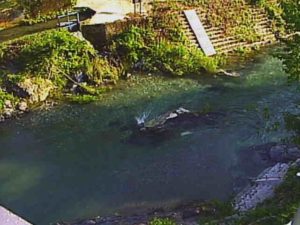 滋賀県多賀町 芹川 飛ノ木橋のライブカメラ