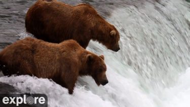 カトマイ国立公園ブルックス・フォールズのライブカメラ|アラスカ州