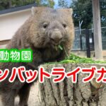 五月山動物園ウォンバットのライブカメラ|大阪府池田市のサムネイル