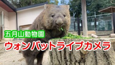 五月山動物園ウォンバットのライブカメラ|大阪府池田市