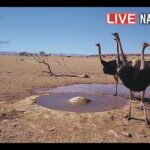 ナミブ砂漠・ゴンドワナナミブ公園のライブカメラ|ナミビア共和国ホマス州のサムネイル