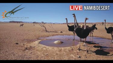ナミブ砂漠・ゴンドワナナミブ公園のライブカメラ|ナミビア共和国ホマス州