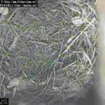 フクロウの巣箱のライブカメラ|群馬県長野原町のサムネイル