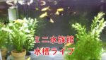 香川県立多度津高等学校ミニ水族館水槽のライブカメラ|香川県多度津町のサムネイル