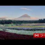 富士本栖湖リゾートから虹の花まつりのライブカメラ|山梨県富士河口湖町のサムネイル