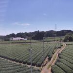 菊川市・茶畑のライブカメラ|静岡県菊川市のサムネイル