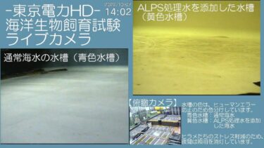 ヒラメ等海洋生物飼育試験のライブカメラ|福島県大熊町