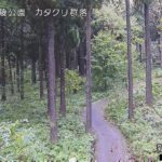 国営越後丘陵公園 カタクリ群落のライブカメラ|新潟県長岡市のサムネイル