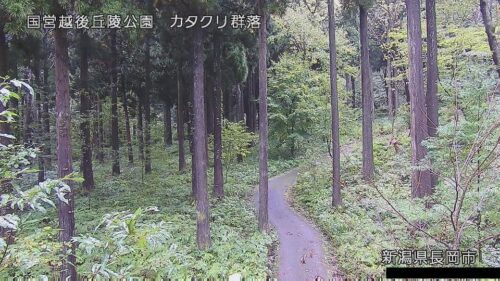 国営越後丘陵公園 カタクリ群落のライブカメラ|新潟県長岡市のサムネイル