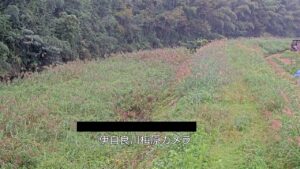 岐阜県山県市 伊自良川 梅原のライブカメラ