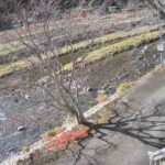 新庄川 美甘宿場桜のライブカメラ|岡山県真庭市のサムネイル