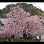 田中区公民館から河津桜原木のライブカメラ|静岡県河津町のサムネイル