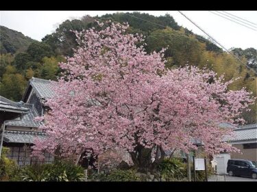 田中区公民館から河津桜原木のライブカメラ|静岡県河津町
